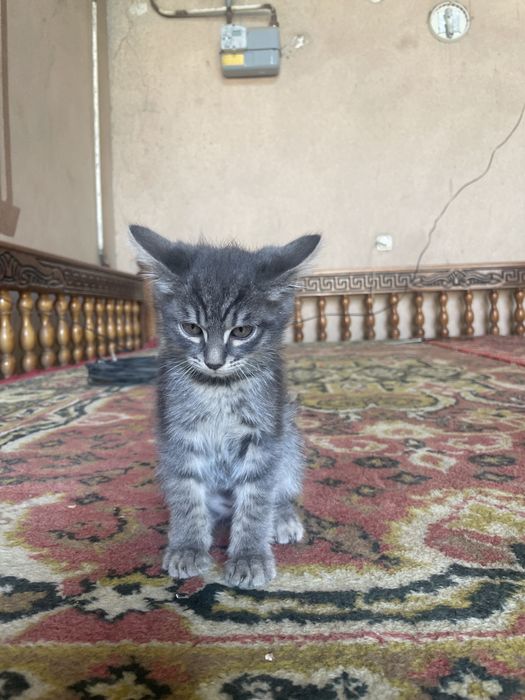 Отдам котят в хорошие руки мой номер