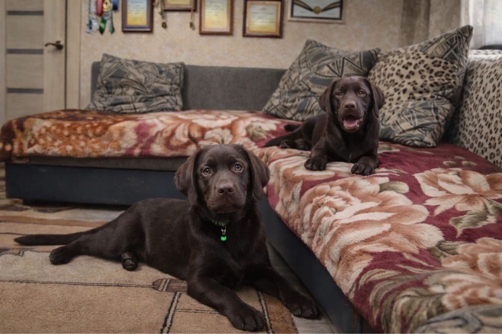 Щенки лабрадора ретривера