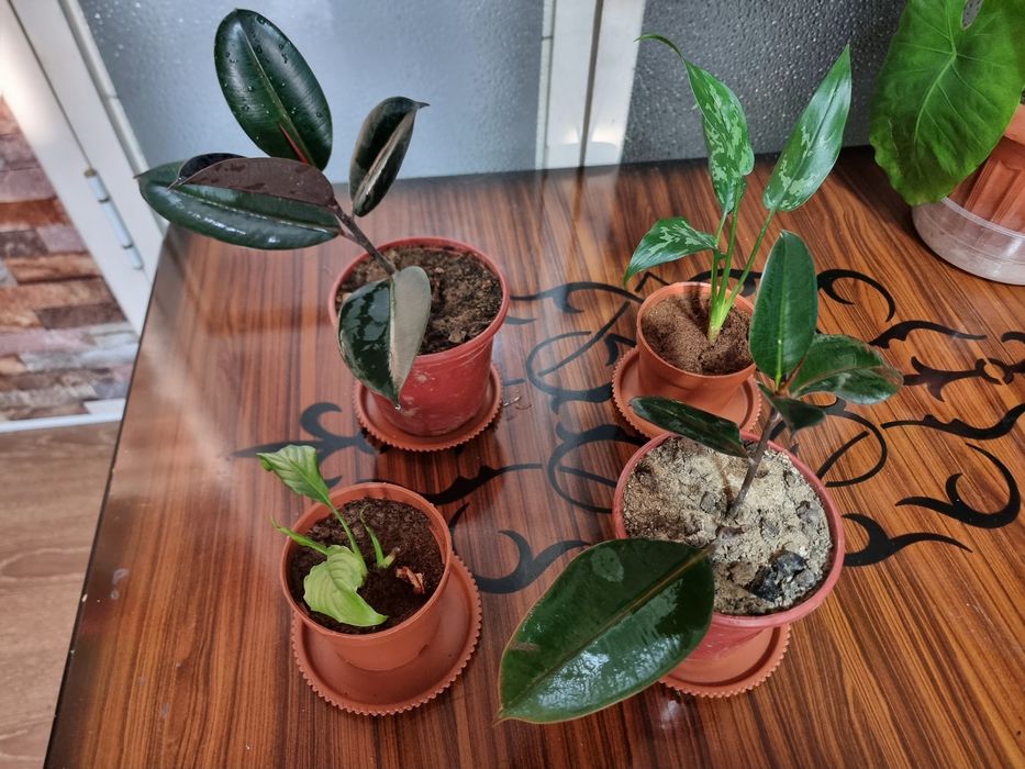 Цена за все Низкий цена Женское счастья Аглаонема Фикус 4 шт Хона гулл