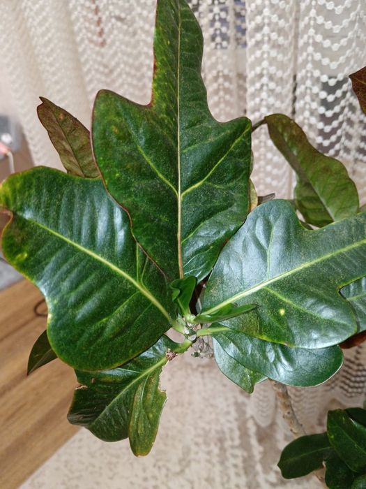 Драцена комнатная