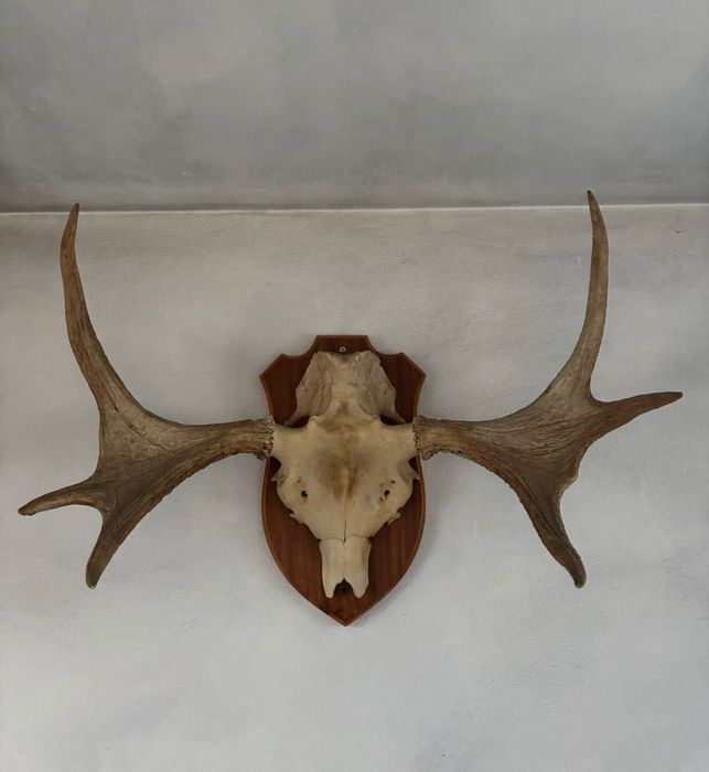 Trofeu original de elan - Suedia