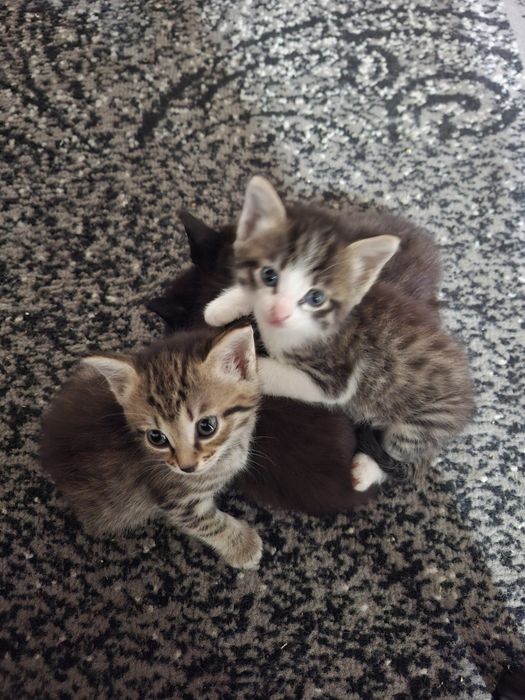 Отдам котят в хорошие руки