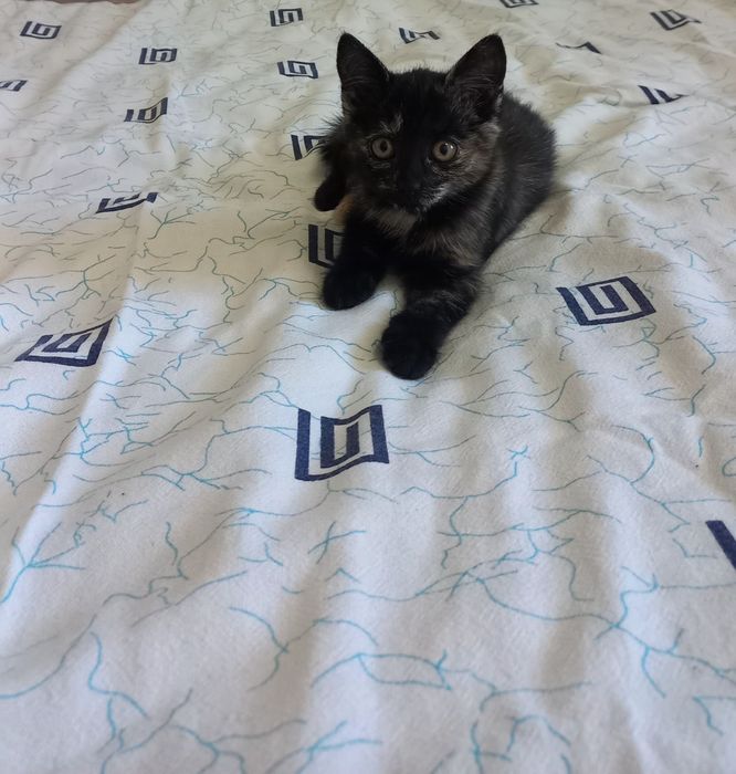 Отдам котят в хорошие руки