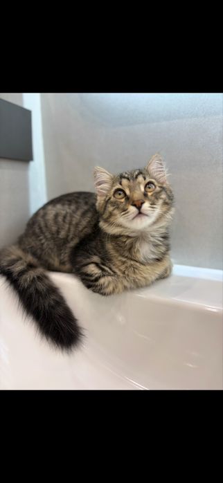 Котенок 4 месяца,мальчик