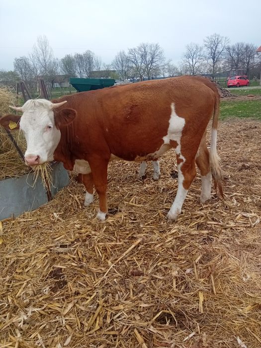 Vand juninca gestanta cu taur aubrac vârstă dou ani