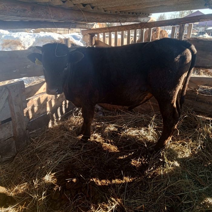 Продам бычка сементал