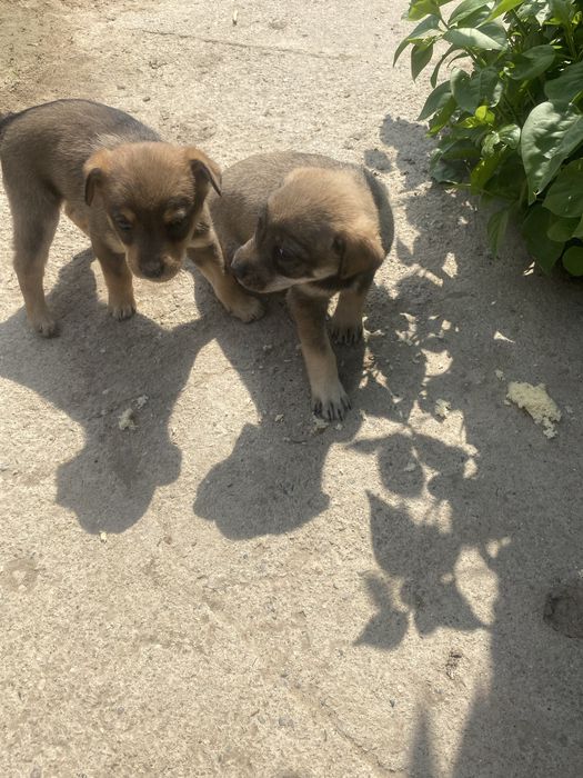 Щенки в добрые руки