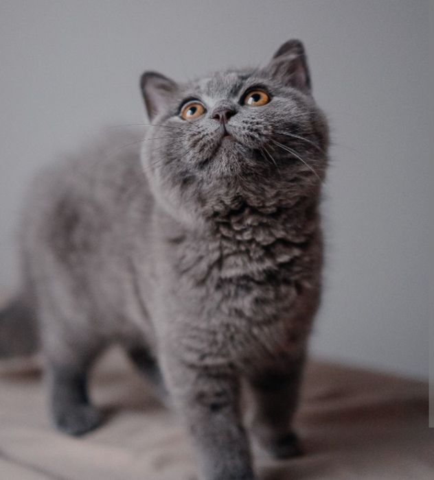 Британцы котята Алматы