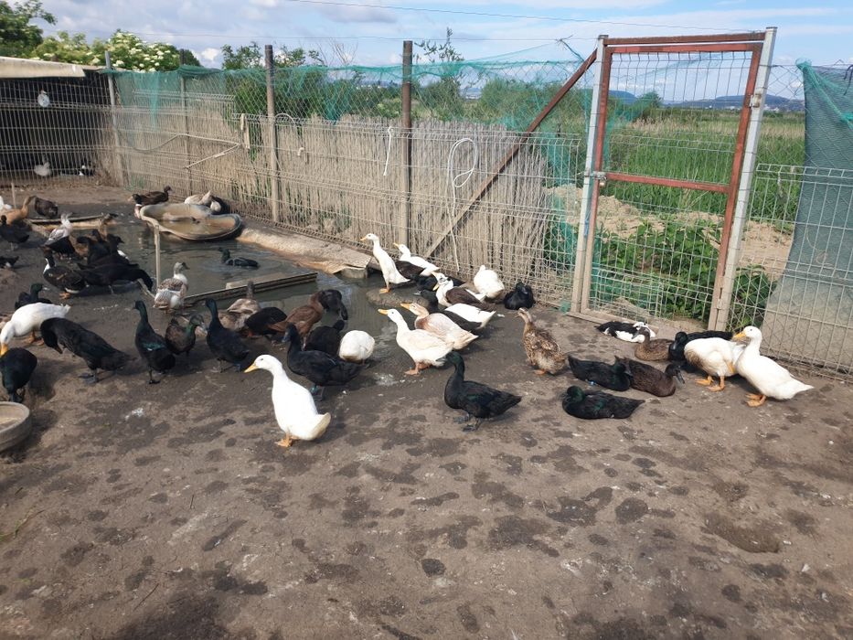 Boboci de rate și gaste, Kaki Campbell, Cayuga, Streicher, Alergatoare indiene
