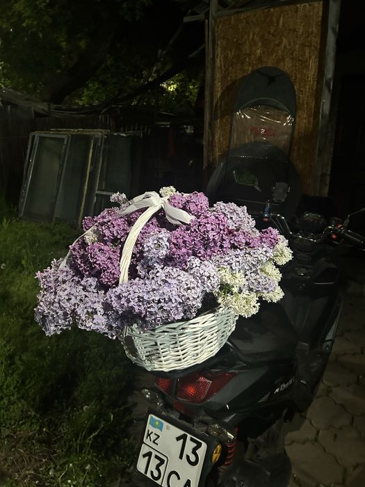 Сирень Алматыыыыы