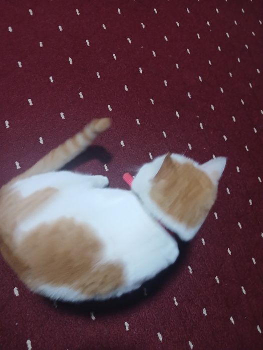 kalta junli mushukcha