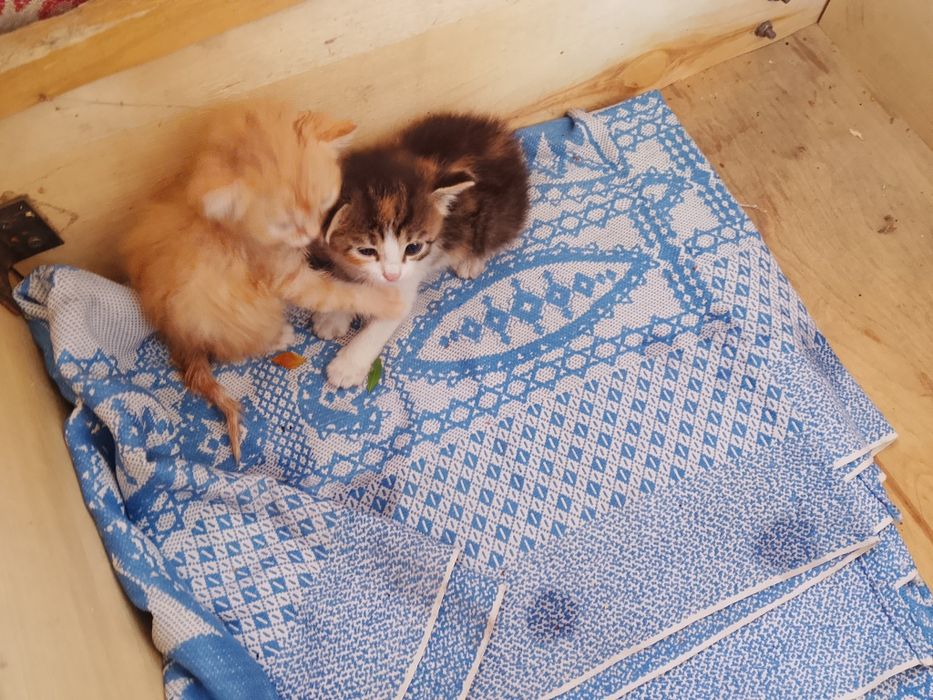 Отдам котят в добрые руки