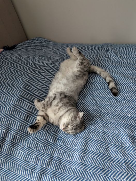 Отдам в добрые руки кошку