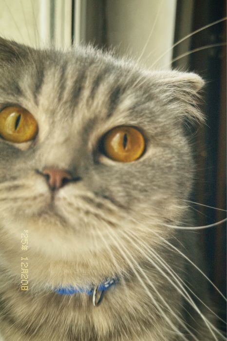 Шотлансдкая кошка