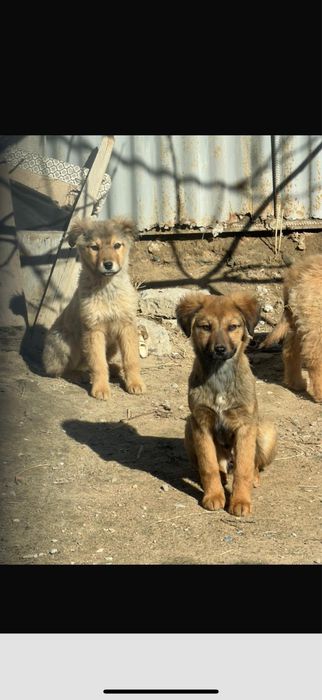 Щенки / Күшік бесплатно