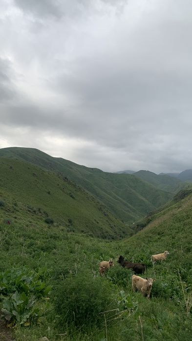 Участок 19,5 гектаров