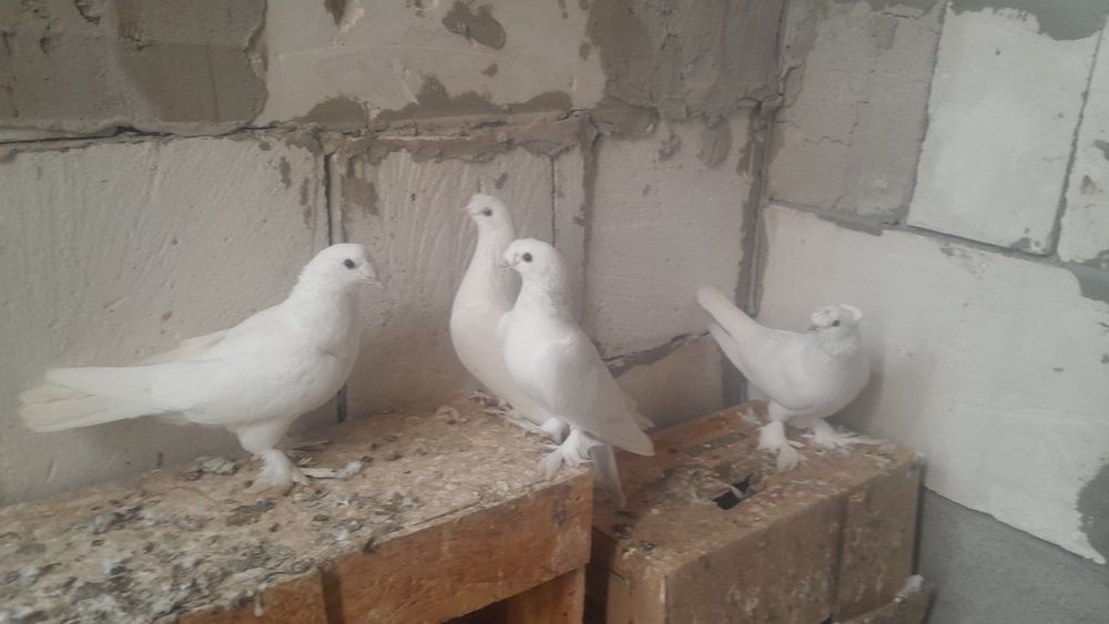 Голуби такла все голубки