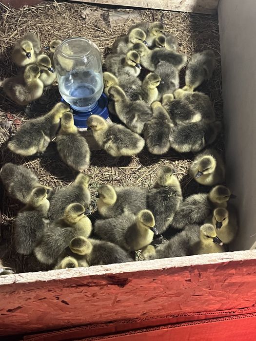 Қаздың балапаны(гусята)
