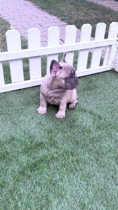 Bulldog francez blue fawn