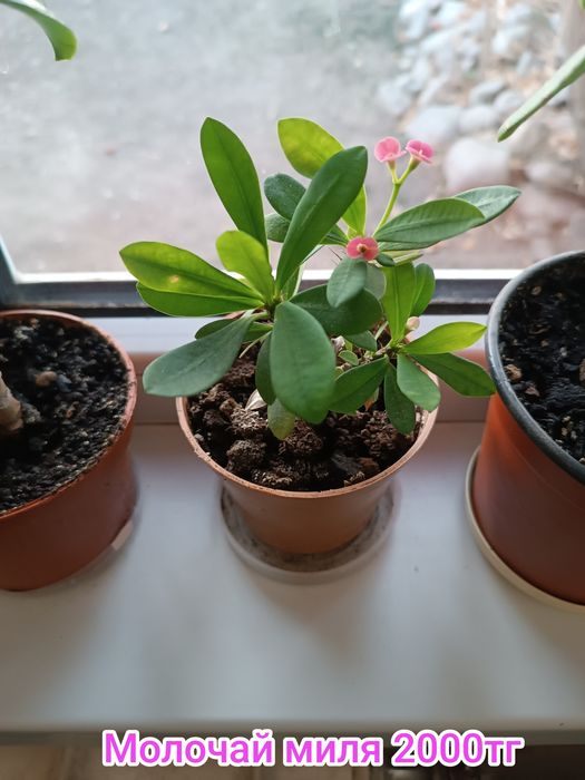 Комнатные цветы суккуленты