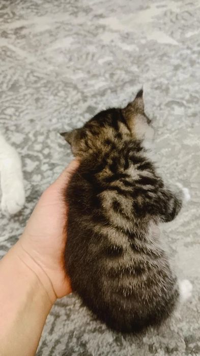 zuq pishakcha aqilli