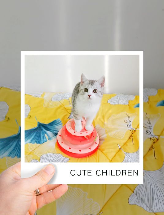 Серебристый табби биколор Страйт мальчик