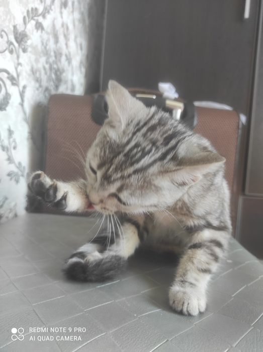 Шотландский скоттиш страйт