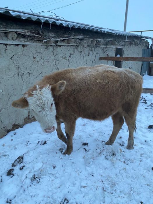 Продам , годовалый бычок.