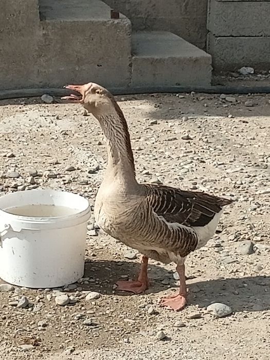 Гусь сатылады семыз ургашы