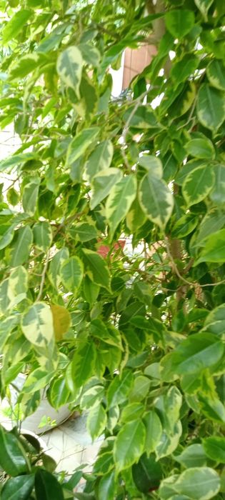 Комнатное растение