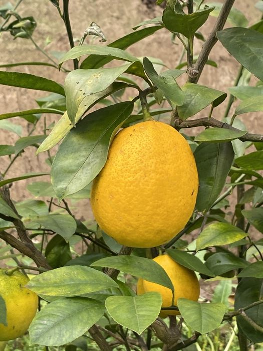 Sitrus ko'chatlar sotiladi