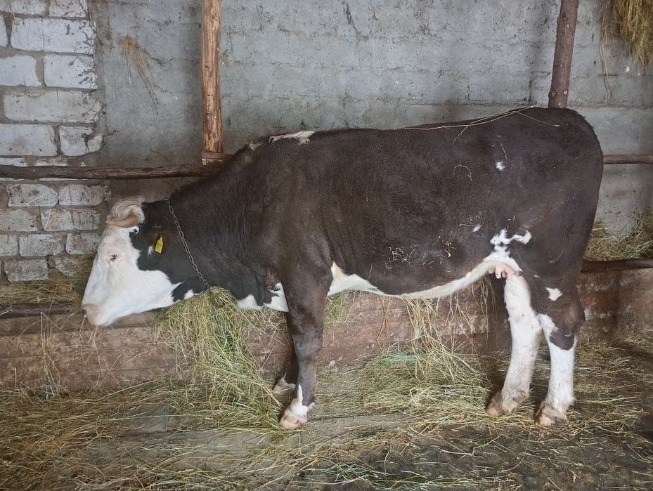 Junică gestantă în 8 luni foarte cuminte cu tratamentele la zi