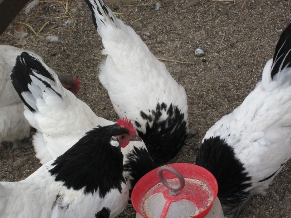 Vand oua pentru incubat de lakenvelder. lakenfelder.