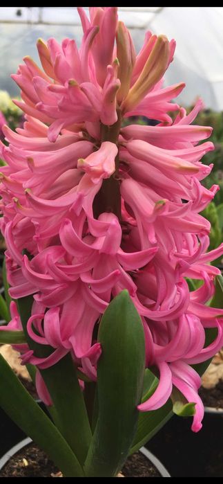 Zambile și Primula en-gros/retail | Flori de primăvară 1 Martie | Cluj