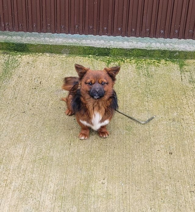 Donez căței pechinez