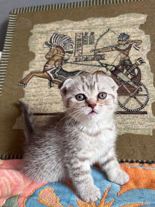 Шотландские вислоушки