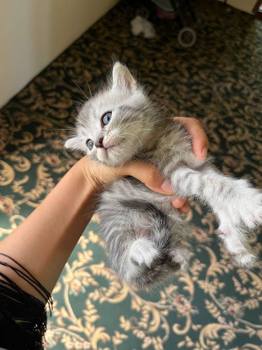 Шиншила мушукчалари сотилади