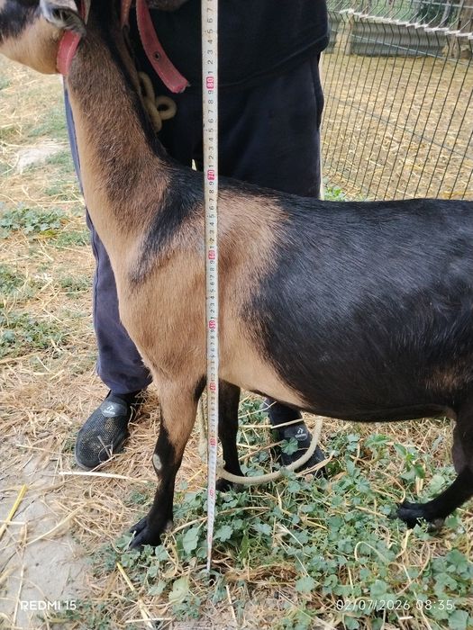 Zotli sutdor echki