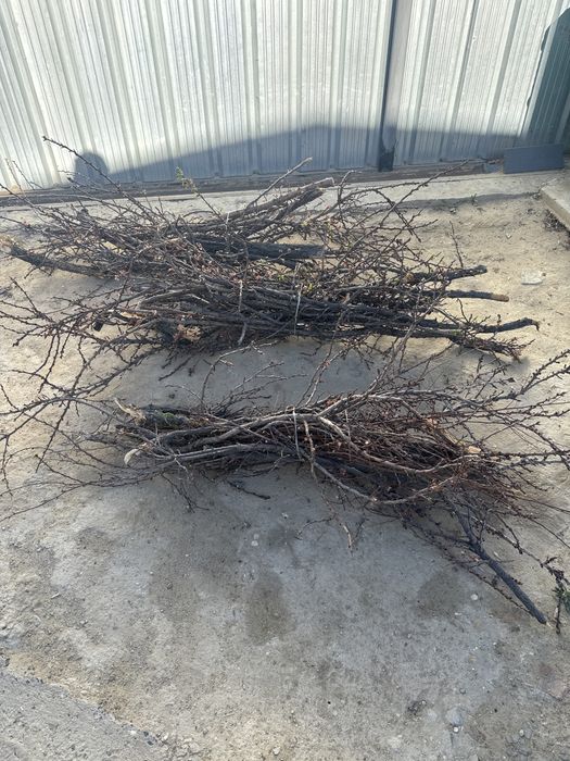 Отындық ағаш абрикос