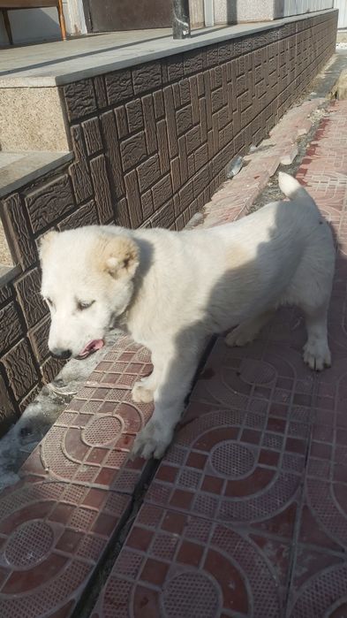 Алабай күшіктері, щенки