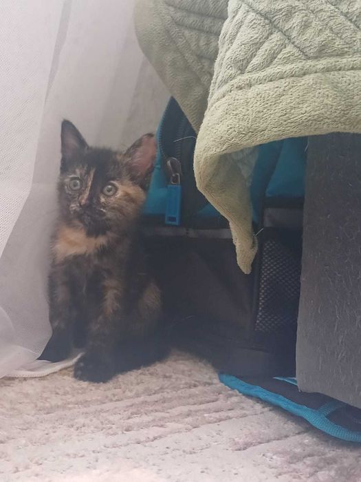 Отдам котят, кошку