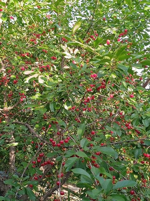 Сочная вишня   (Водник-2)