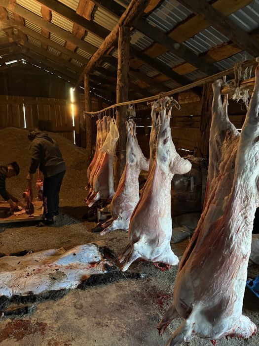 Токты кой продам баран