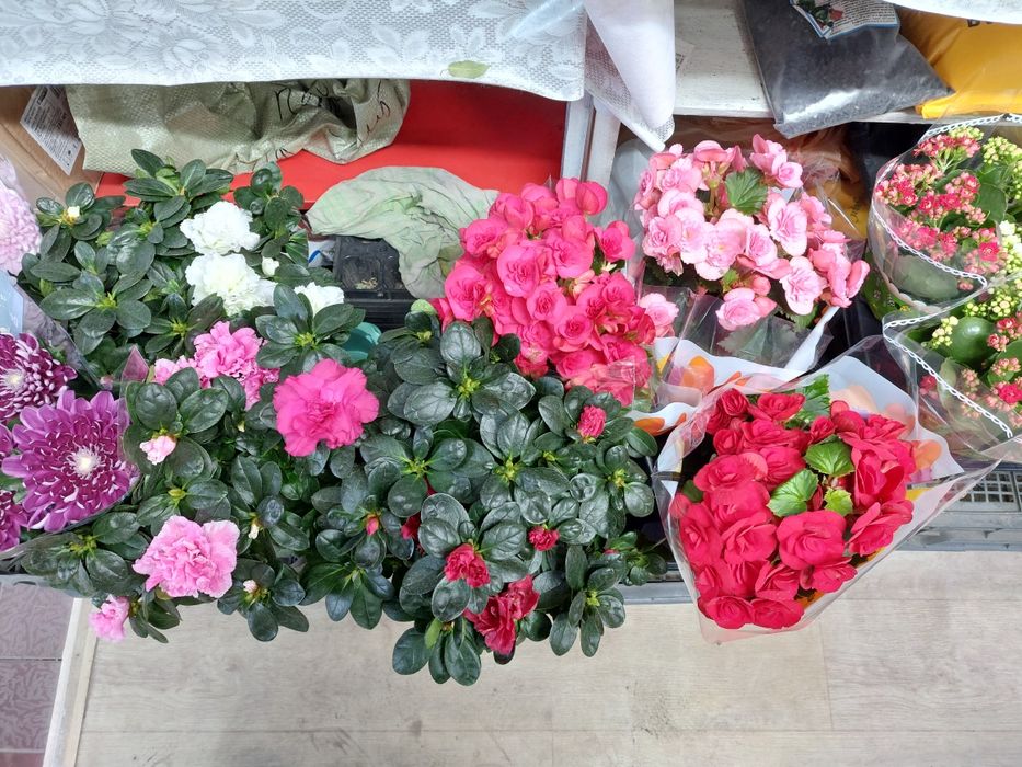 Цветы комнатные и оранжерейные.