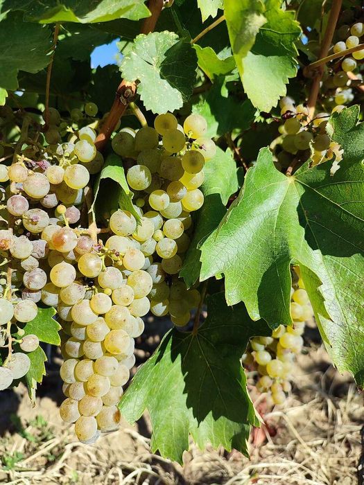 Vand struguri de vin Feteasca Regala si Aligote