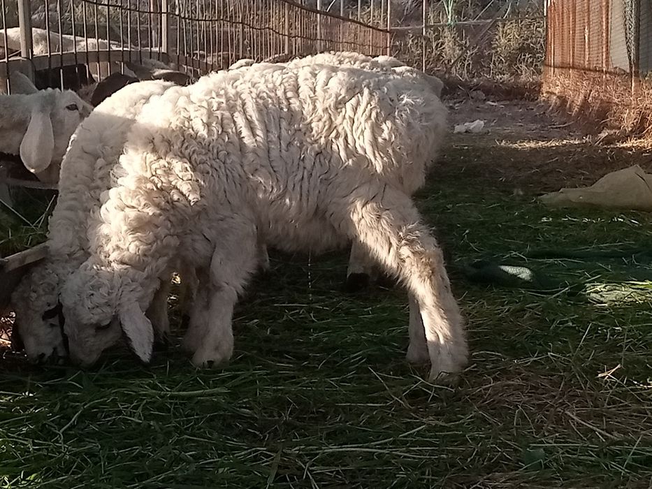 2 ta qochqorcha sotiladi shirboz