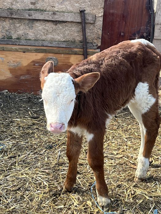 Vitei de rasaa albastru belgian / baltata romaneasca