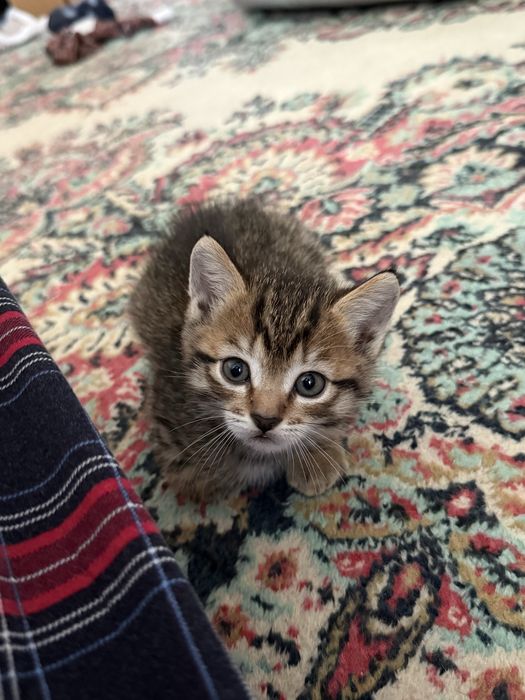 Продам шотландских котят
