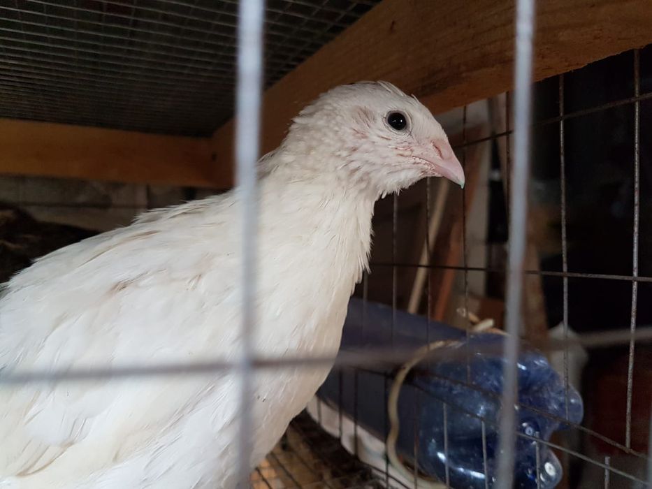 Продам перепелов (петушки)