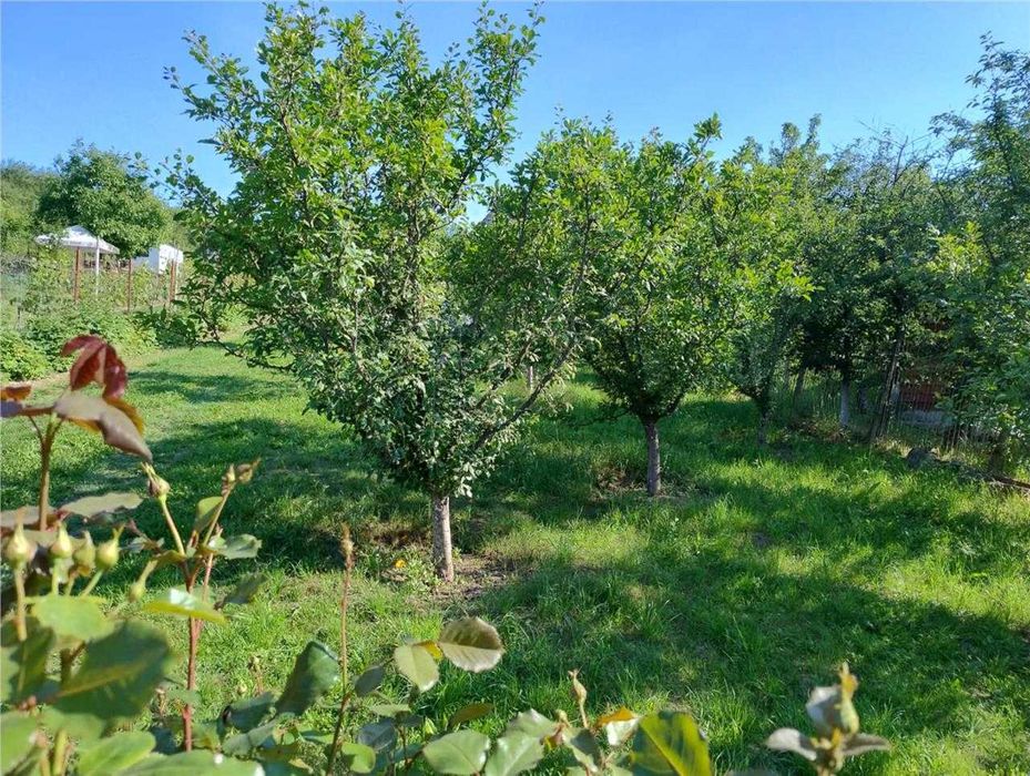 Teren intravilan, Podgoria